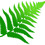 fern